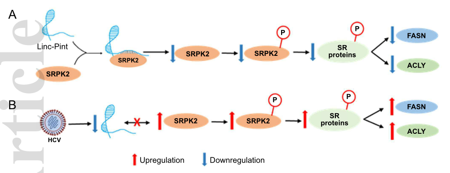 HCV感染通過抑制lncRNA Linc-Pint來促進脂肪生成.png