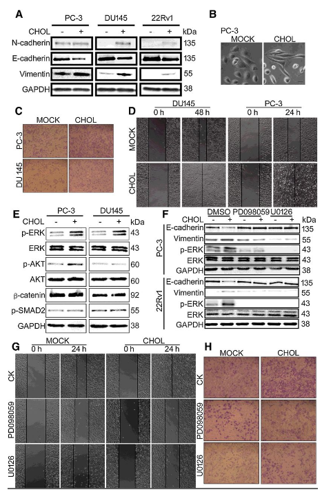 Co-IP-MS/MS、生物信息學(xué)分析-客戶文獻(xiàn)-輝駿生物.png