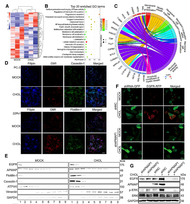 Co-IP-MS/MS、生物信息學(xué)分析-客戶文獻(xiàn)-輝駿生物.png