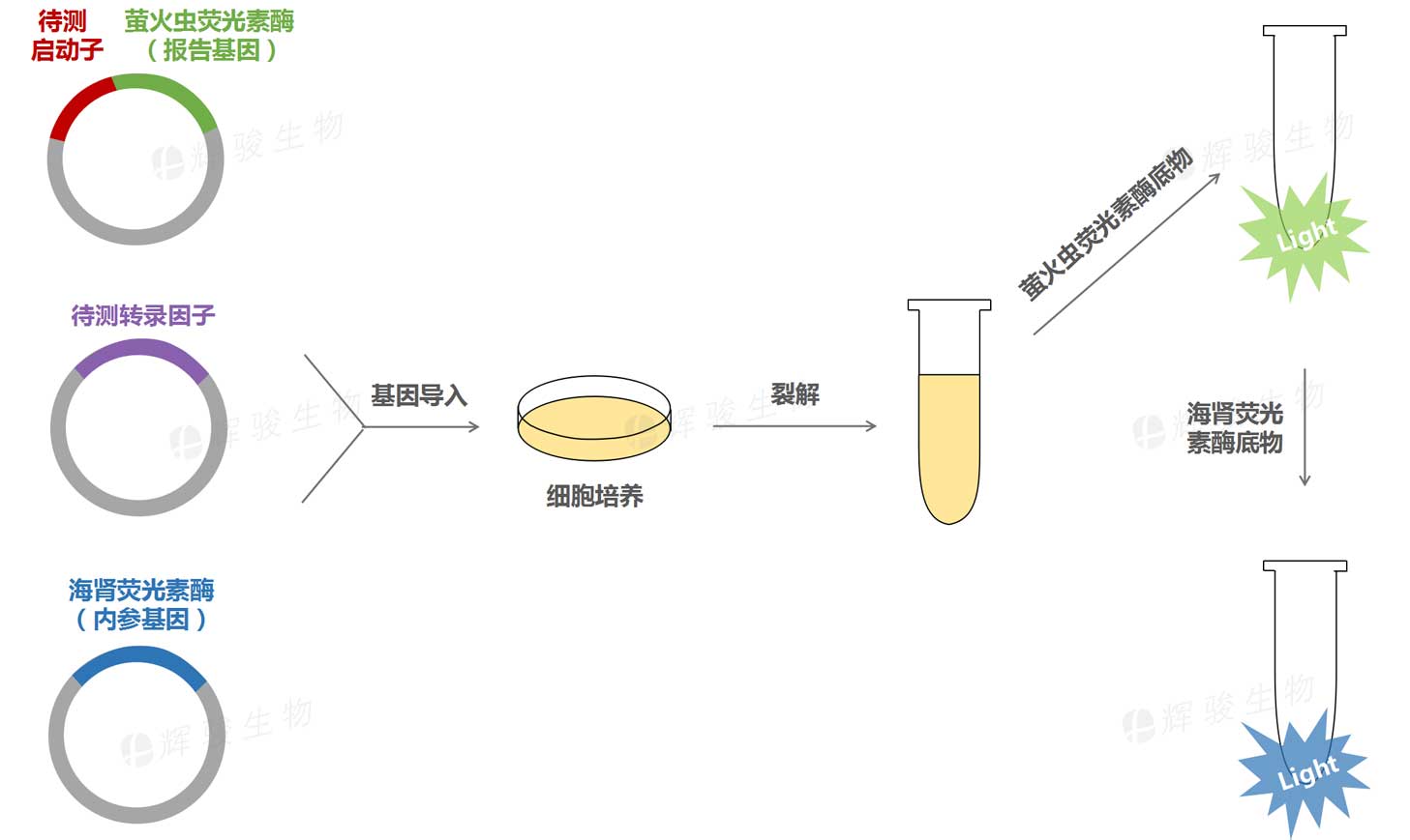 啟動子與轉(zhuǎn)錄因子結(jié)合驗證外包服務(wù)_轉(zhuǎn)錄因子驗證_雙熒光素酶檢測.jpg