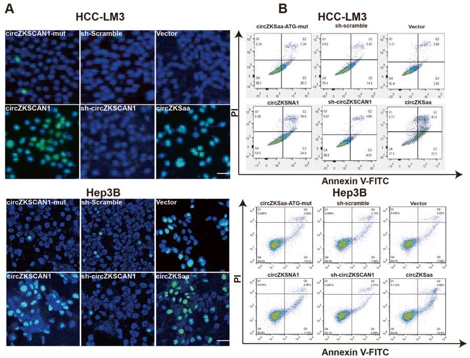 CircZKSaa promotes tumor cell apoptosis.