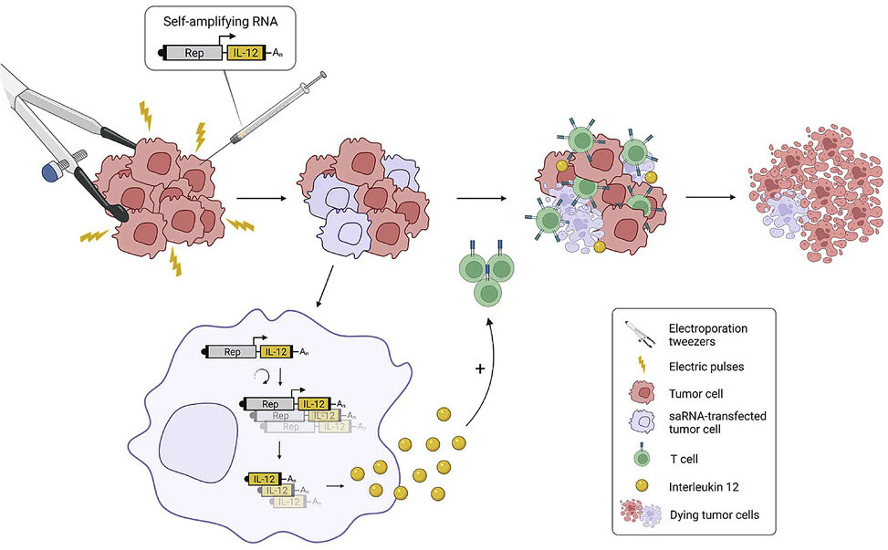 Figure 1. Intratumoral electroporation of a self-amplifying RNA expressing IL-12 induces antitumor effects in mouse cancer model.