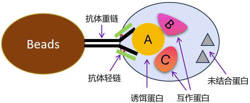 IP時會有抗體輕重鏈污染